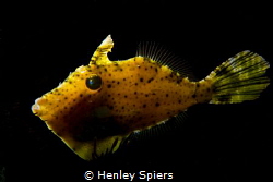 Filefish Lantern by Henley Spiers 